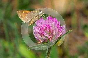 Tawny-edged Skipper Butterfly - Polites themistocles photo