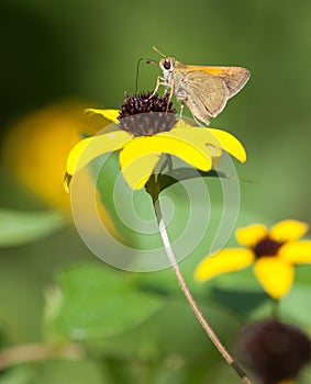 Tawny Edged Skipper photo