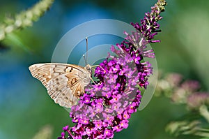 Tawny Emperor butterfly (Asterocampa clyton)