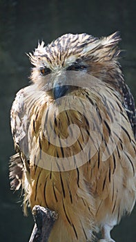 The tawny fish owl is a species of owl in the genus Ketupa. It is clear from several shared characteristics that the more typical