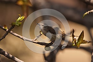 Tawny-Flanked Prinia