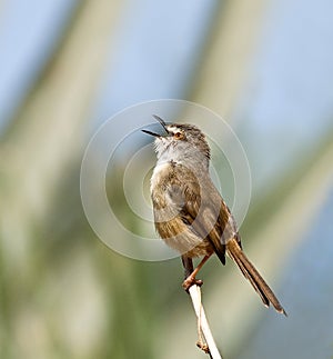 Tawny-flanked Prinia singing photo