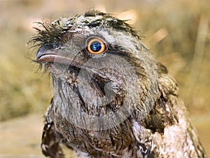 Tawny frog mouth nightjar