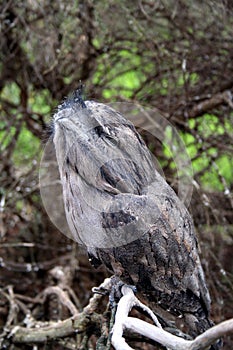 Tawny frog mouth owl