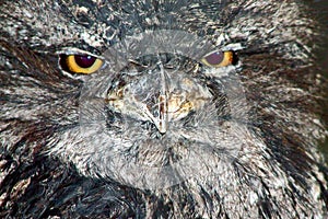 Tawny Frogmouth