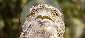 Tawny Frogmouth