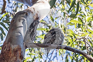 Tawny Frogmouth