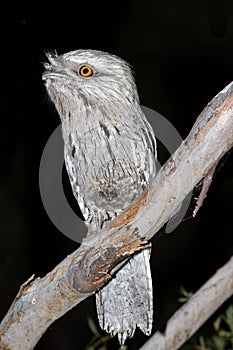 Tawny Frogmouth