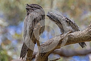 Tawny Frogmouth