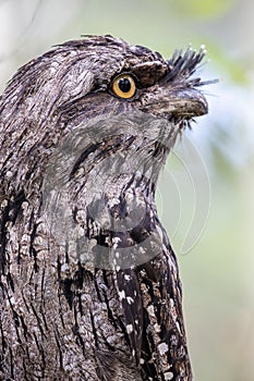 Tawny frogmouth