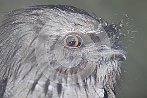 Tawny frogmouth