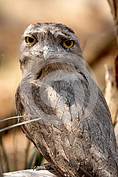 Tawny frogmouth