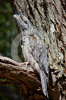 Tawny Frogmouth