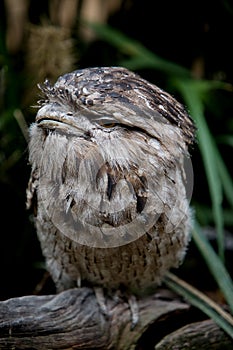 Tawny Frogmouth