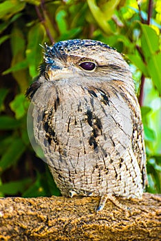 TAWNY FROGMOUTH