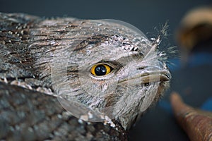 Tawny Frogmouth