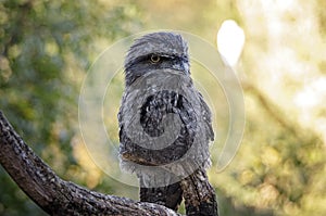 The Tawny Frogmouth