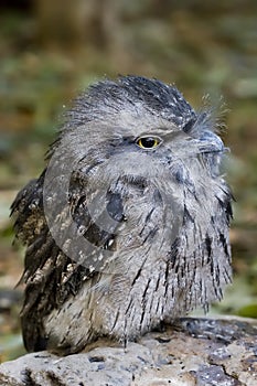 Tawny Frogmouth