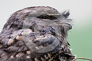 Tawny Frogmouth