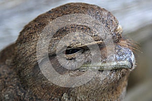 Tawny frogmouth bird nocturnal habits