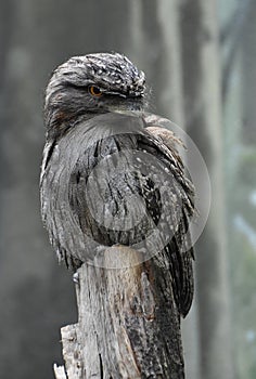 Tawny Frogmouth Bird Perched on a Tree Stump