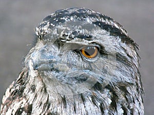 Tawny Frogmouth bird portrait