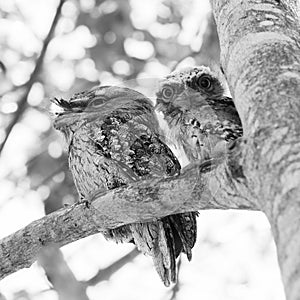 Tawny Frogmouth Birds