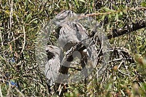 Tawny Frogmouth Birds sitting on a Branch
