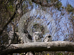 Tawny Frogmouth family in a tree