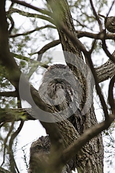 Tawny Frogmouth in Fork of Tree