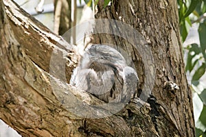 the tawny frogmouth hides in plain sight looking like part of the tree