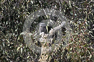 The tawny frogmouth is hiding in a tree