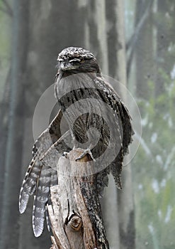 Tawny Frogmouth With His Wing Hanging Down