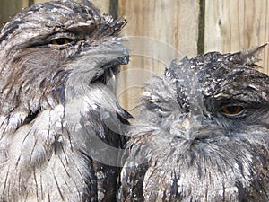 Tawny frogmouth looking out at the world