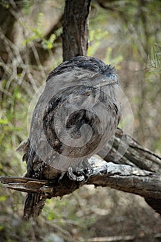 Tawny Frogmouth, native bird of Australia, often mistaken for an owl photo