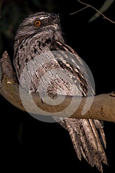 Tawny frogmouth, nightjar, owl Australian native bird