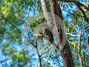 Tawny Frogmouth Owl