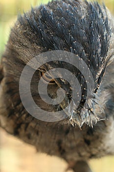 Tawny Frogmouth Owl