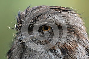 Tawny Frogmouth Owl