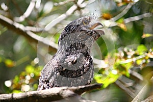 Tawny frogmouth owl