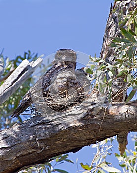 Tawny Frogmouth Owl and Chicks