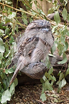 Tawny Frogmouth Owl perched on a branch