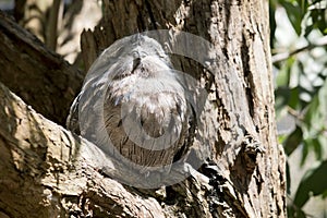 The tawny frogmouth is perched in the fork of a tree