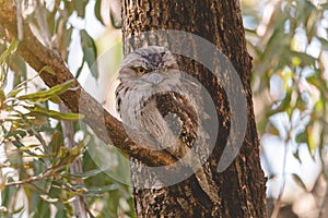 Tawny Frogmouth perched sleeping by day on a Tree