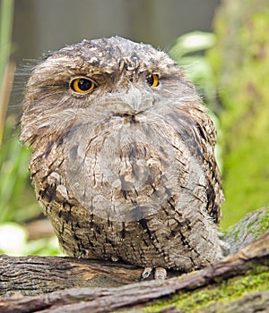 Tawny Frogmouth (Podargus strigoides)