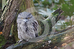 Tawny Frogmouth - Podargus strigoides