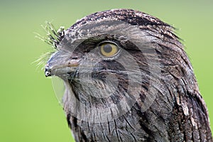 Tawny Frogmouth (podargus strigoides)