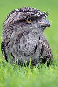 Tawny Frogmouth (podargus strigoides)