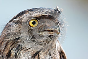 Tawny frogmouth (Podargus strigoides)