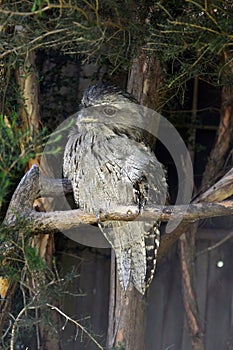 Tawny frogmouth Podargus strigoides